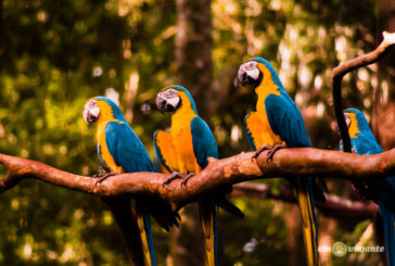 Parque das Aves, em Foz do Iguaçu: vale a pena visitar?