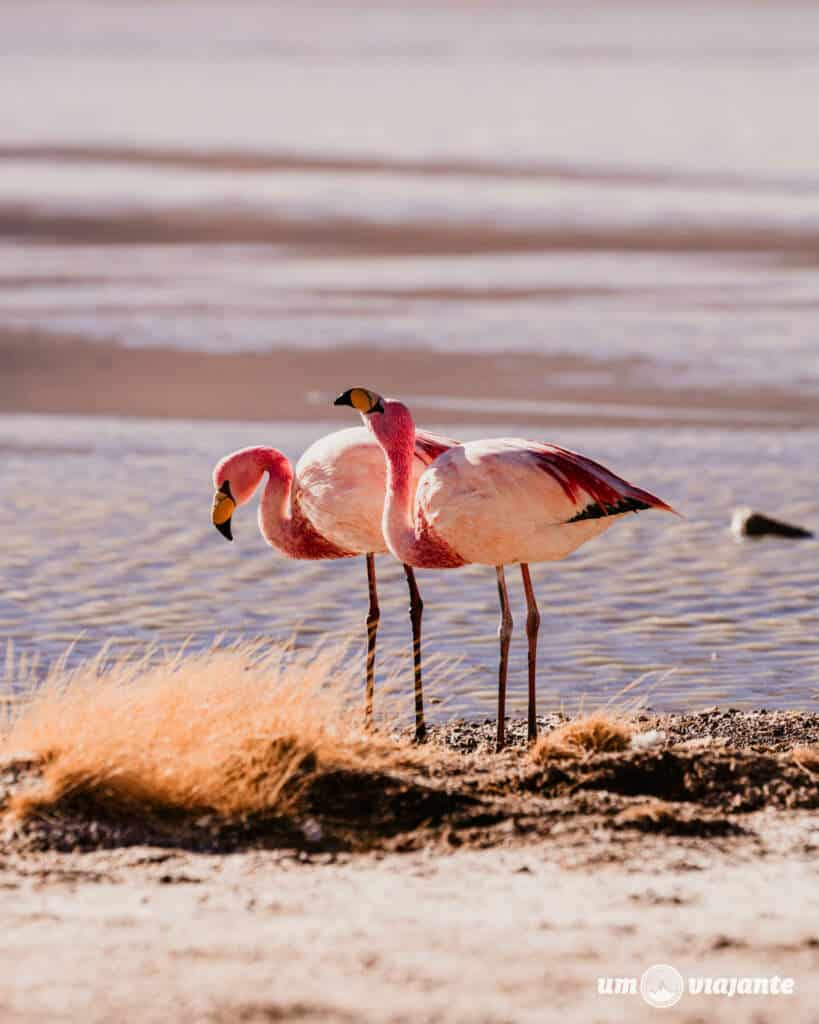 Salar de Atacama, Chile