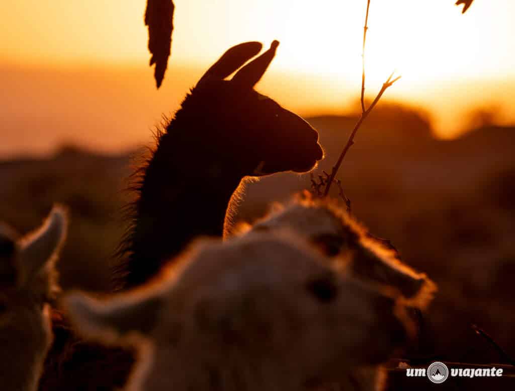 Passeio com lhamas, Roteiro Deserto do Atacama